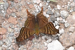 Hypanartia dione