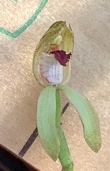 Caladenia transitoria