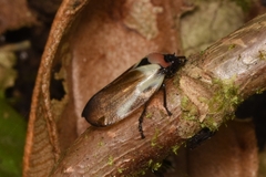 Sphenorhina quadrifera