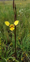 Diuris chryseopsis
