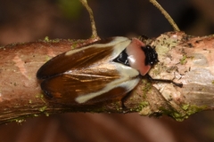 Sphenorhina quadrifera