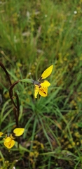 Diuris chryseopsis