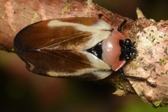 Sphenorhina quadrifera