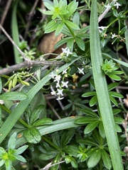 Galium obtusum
