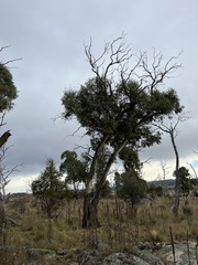 Eucalyptus viminalis