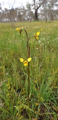 Diuris chryseopsis