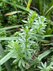 Galium