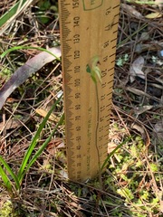 Caladenia transitoria