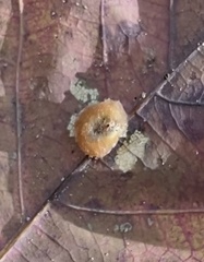 Druon quercusflocci