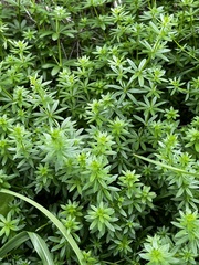 Galium