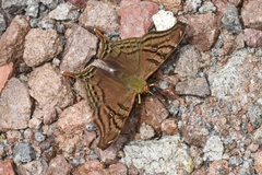 Hypanartia dione