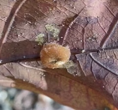 Druon quercusflocci