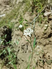 Florestina tripteris