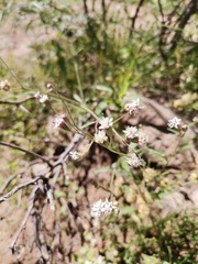 Florestina tripteris