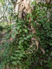 Lygodium microphyllum