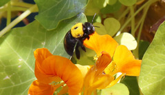 Xylocopa pubescens