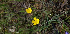 Ranunculus lappaceus