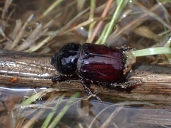 Semanopterus