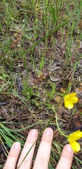 Ranunculus lappaceus