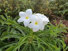 Plumeria pudica