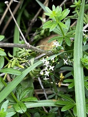 Galium obtusum