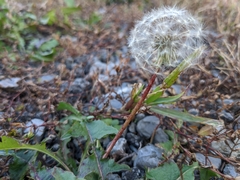 Taraxacum
