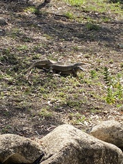 Varanus panoptes panoptes