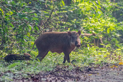 Sus scrofa moupinensis