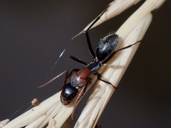 Myrmophyma