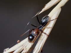Myrmophyma