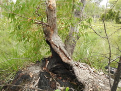 Eucalyptus bancroftii