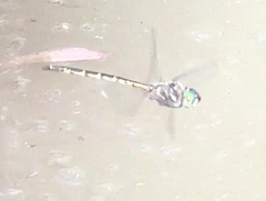 Hemicordulia australiae