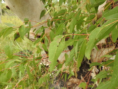 Eucalyptus bancroftii