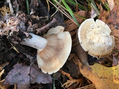 Clitocybe robusta
