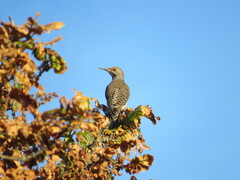 Colaptes auratus luteus × cafer