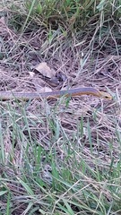 Chironius spixii