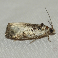 Olethreutes malana