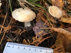 Clitocybe robusta
