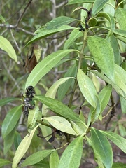 Myoporum laetum