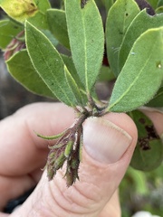 Arctostaphylos montereyensis