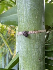 Bulimulus guadalupensis