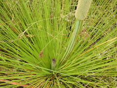 Xanthorrhoea fulva