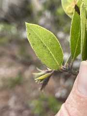 Arctostaphylos montereyensis