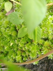 Rosulabryum