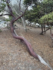 Arctostaphylos montereyensis