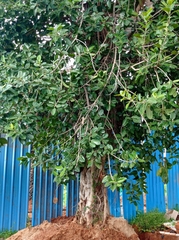 Ficus benghalensis