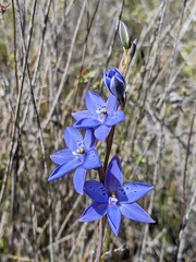 Thelymitra juncifolia