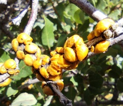 Cerococcus quercus