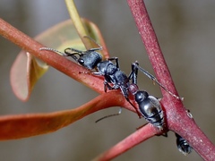 Myrmecia