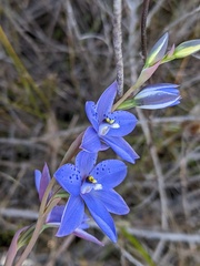 Thelymitra juncifolia